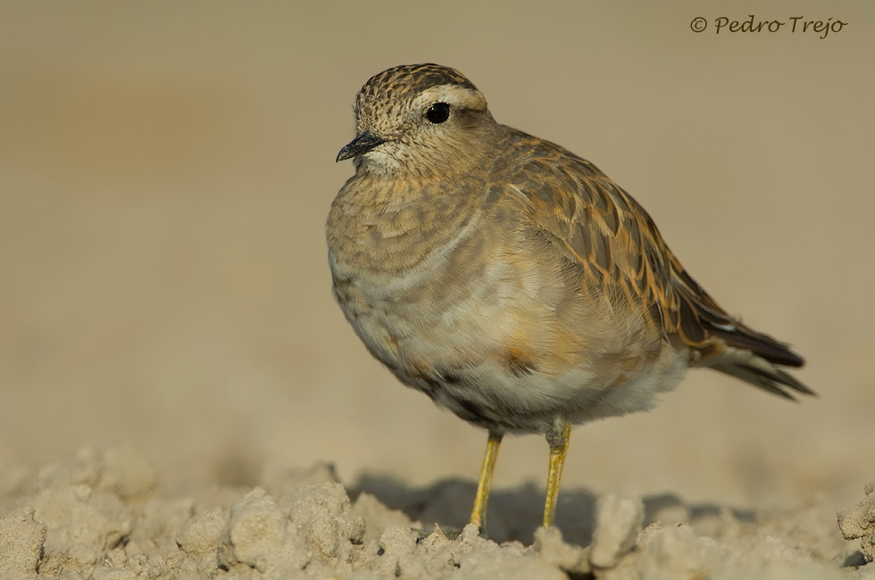 Chorlito carambolo (Charadrius morinellus)